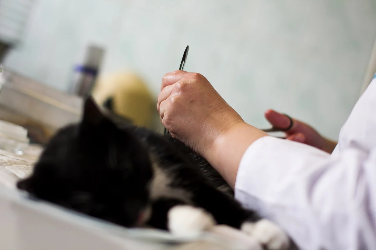 Александр Подгорчук