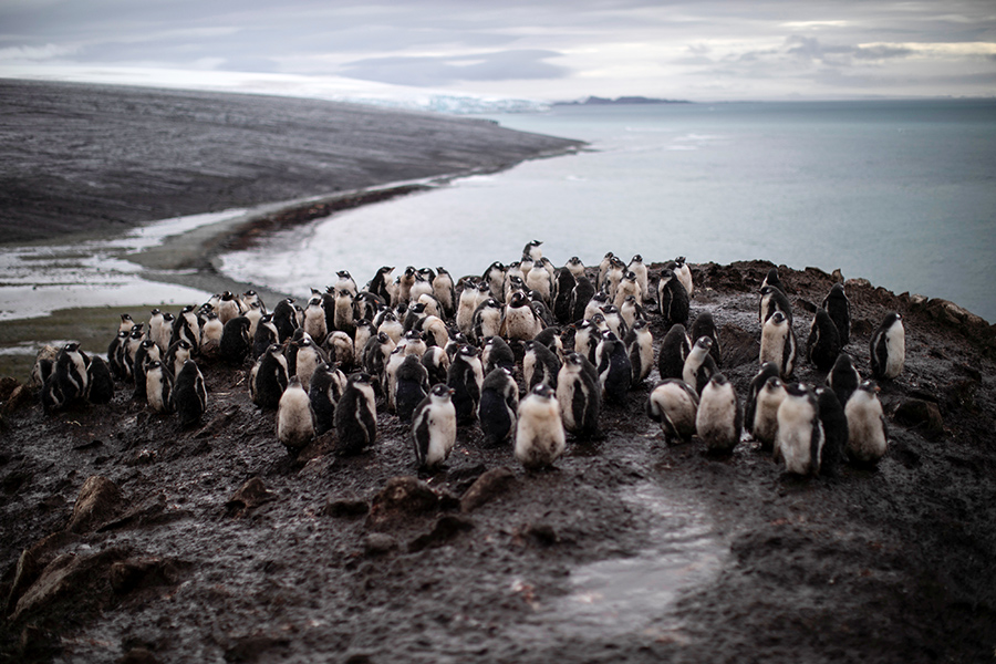 Антарктические пингвины на острове Сноу
