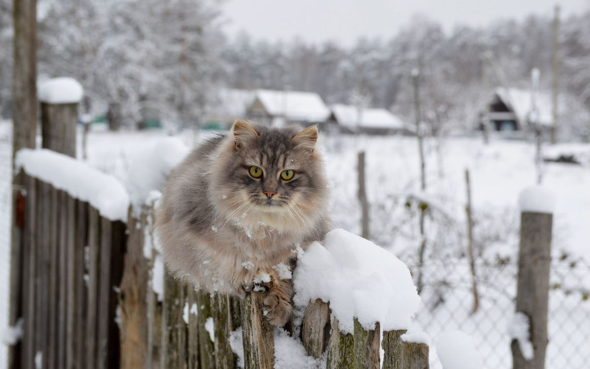 Фото:  Isabella Lynx\shutterstock​