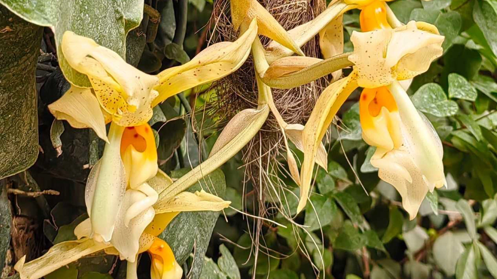 Орхидея Stanhopea oculata