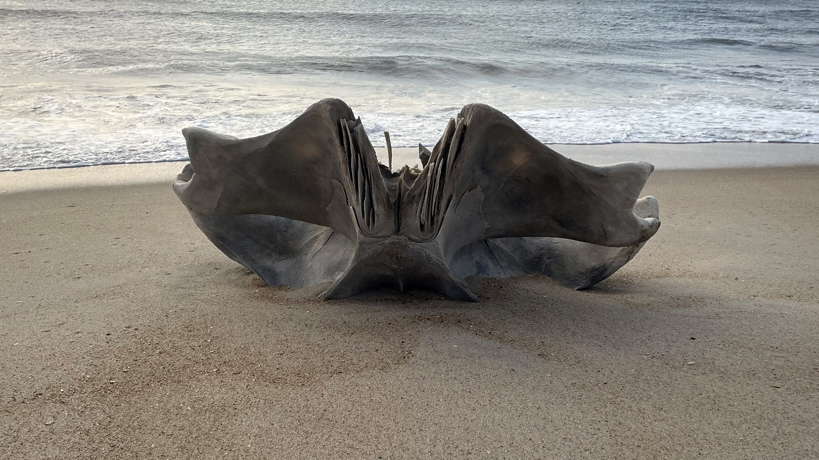 <p>Фрагмент челюсти гигантского морского животного</p>