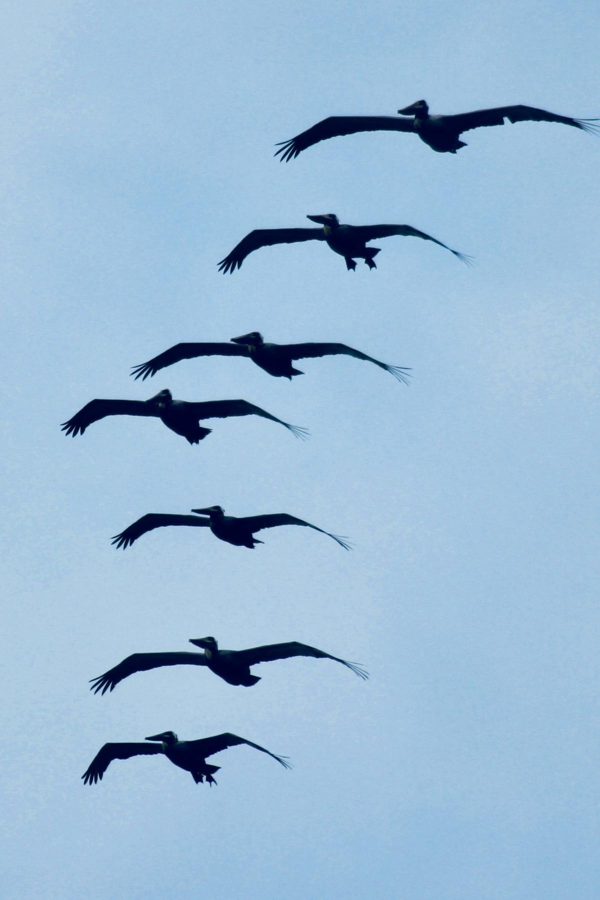 Фото: Donald Janssen / Unsplash