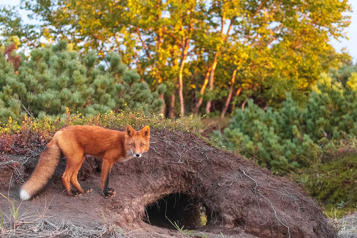 Фото: Дмитрий Шпиленок / Shpilenok Film