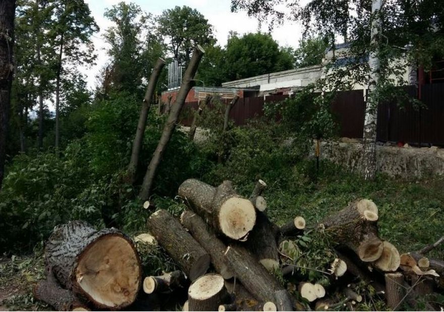 Исполком Казани выяснит причину вырубки леса в парке Горького 