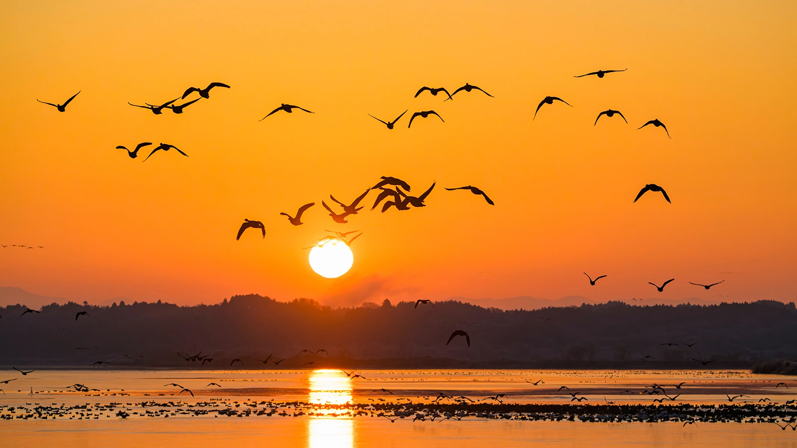 Перелетные птицы: какие улетают на юг, а какие остаются зимовать