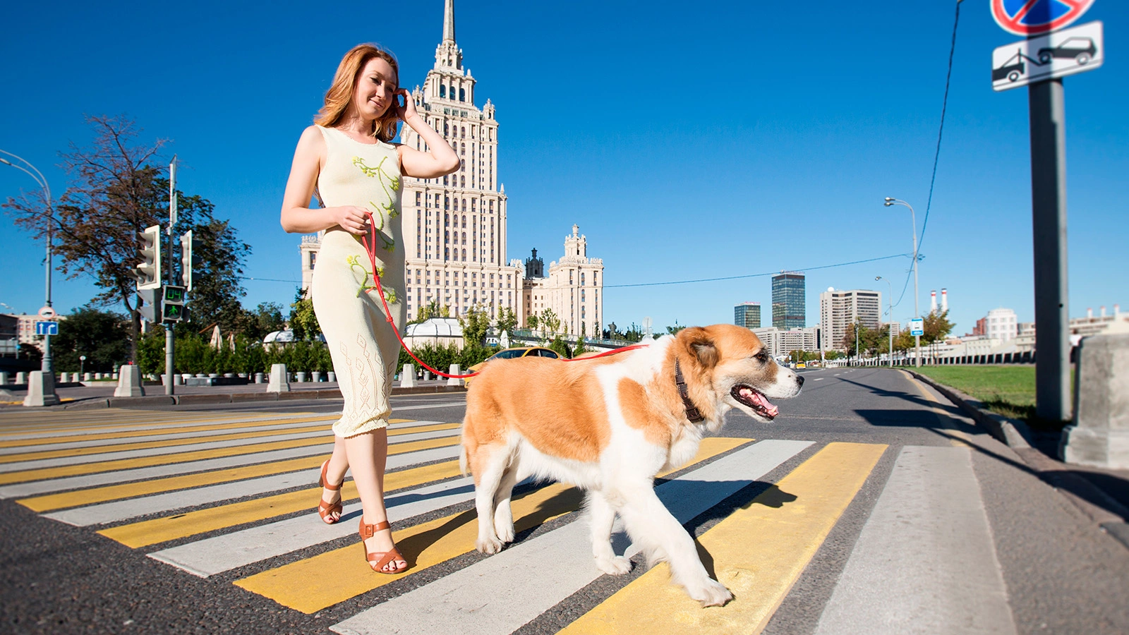 Собянин ввел штрафы за несоблюдение правил выгула и регистрации животных