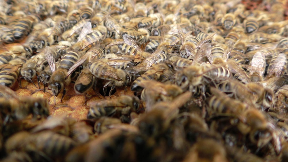 Пчелы в Прикамье не торопятся лететь за медом