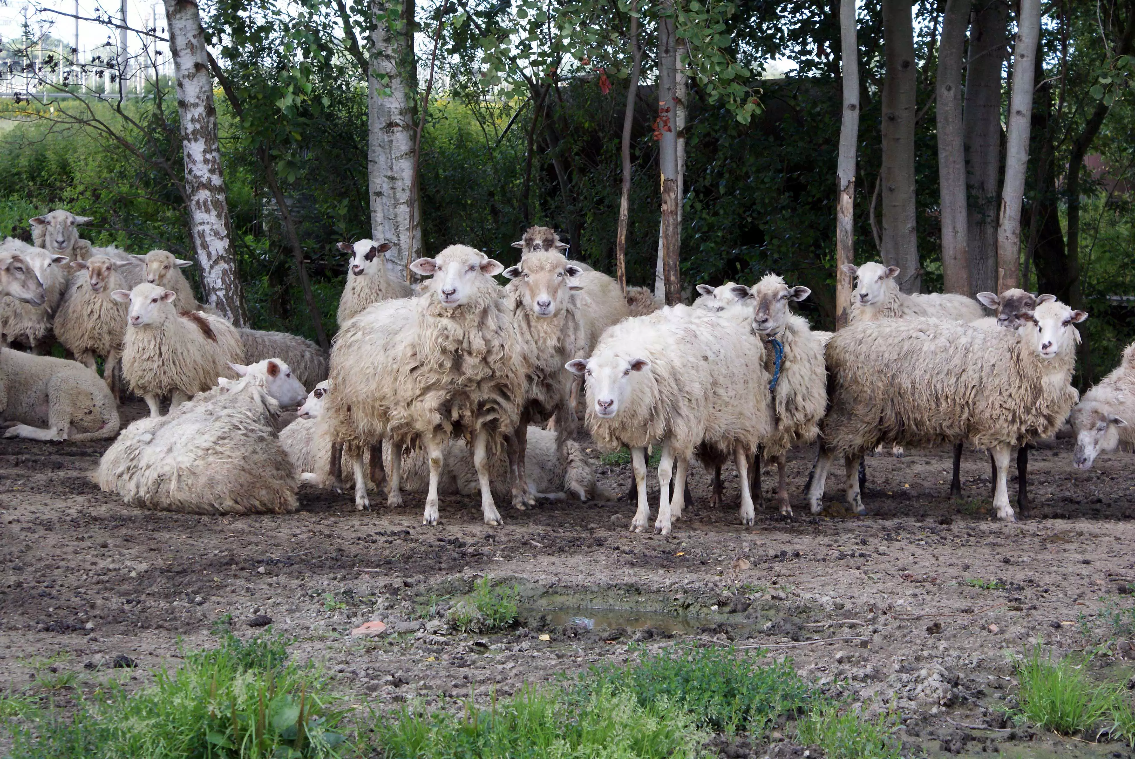 Александр Подгорчук