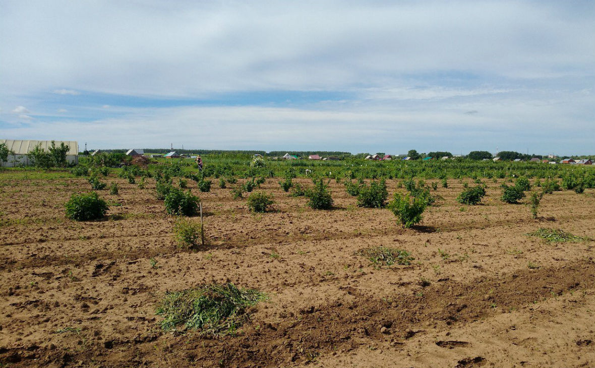 Плантация крестьянско-фермерского хозяйства занимает 10 гектаров земли.
