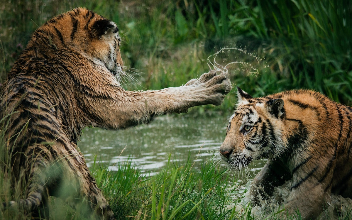 Фото: Unsplash