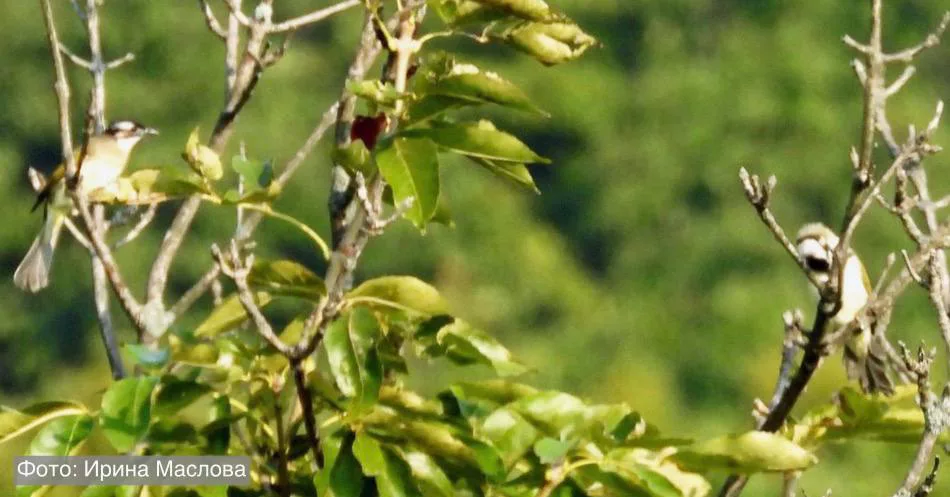 Китайский бюльбюль