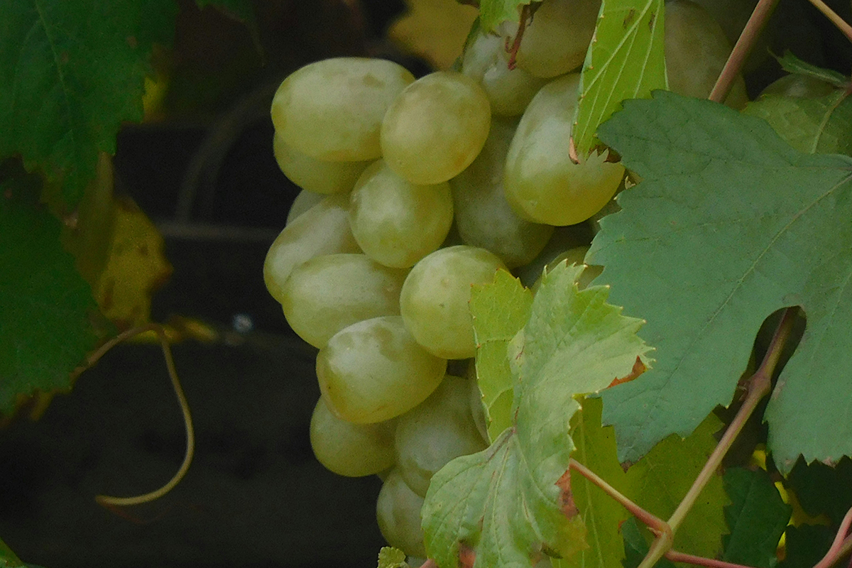 Как изменился состав победителей конкурса АВВР с прошлого года