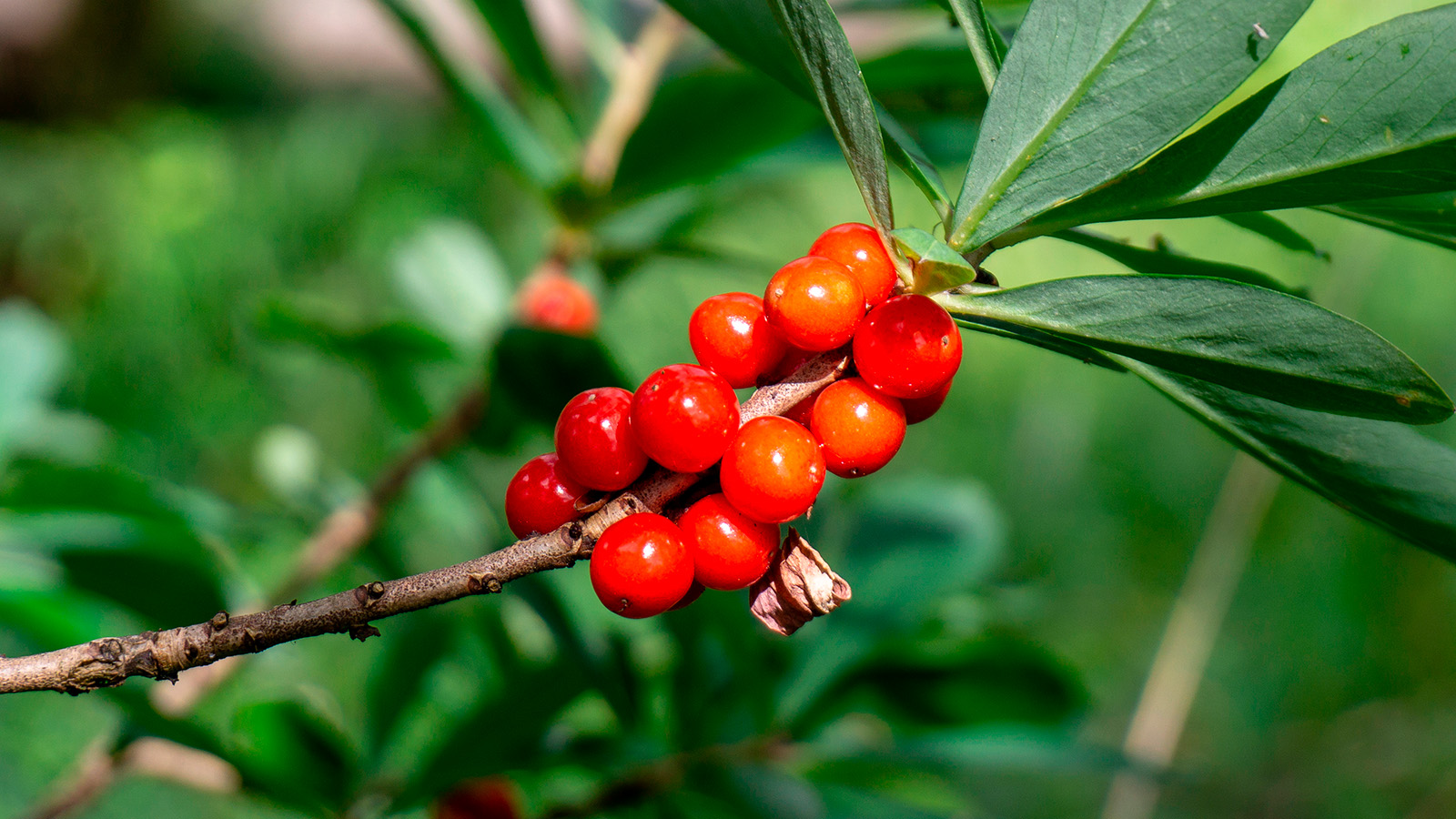 Волчеягодник обыкновенный
