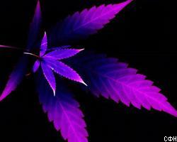 Канада узаконит использование марихуаны в лечебных целях