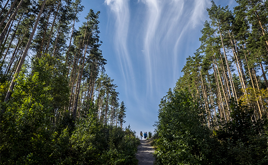 В Татарстане восстанавливают лес