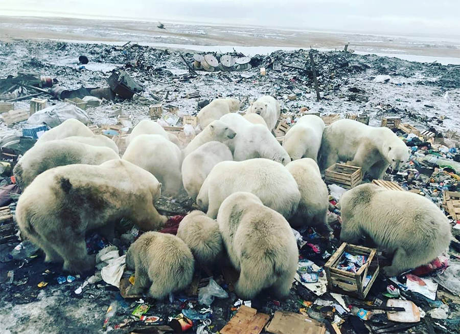 С декабря 2018 года в поселках архипелага Новая Земля зафиксировано нашествие белых медведей. 9 февраля был введен режим ЧС