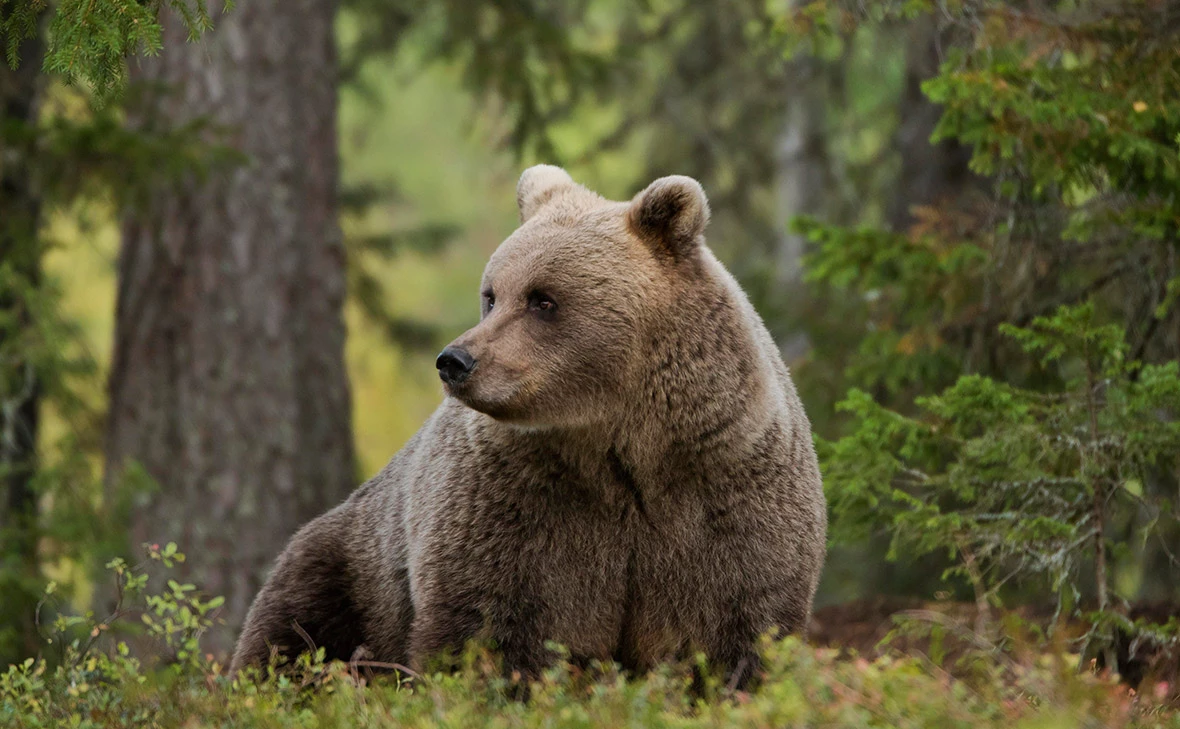 Christian Zappel / Imagebroker / Global Look Press