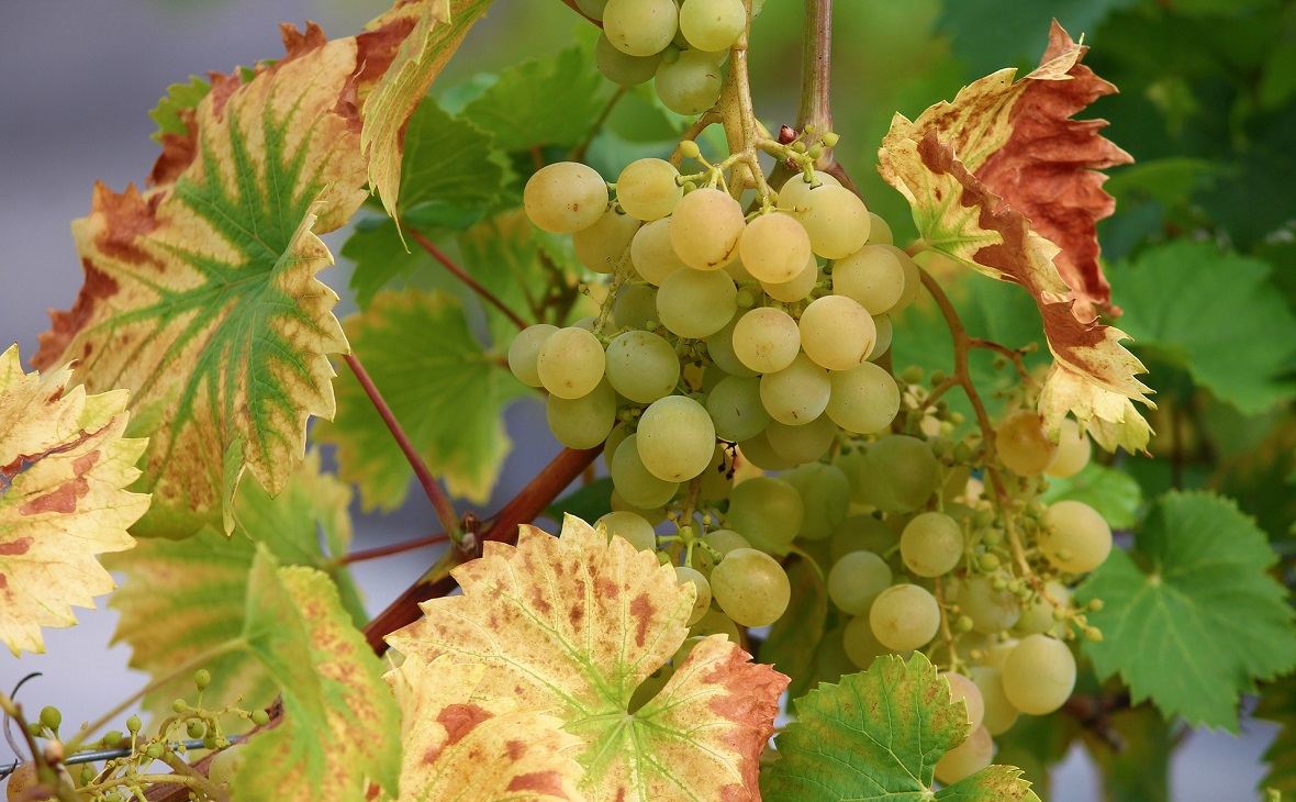 От «беленькой» к красному: как Beluga Group развивает виноделие на Кубани