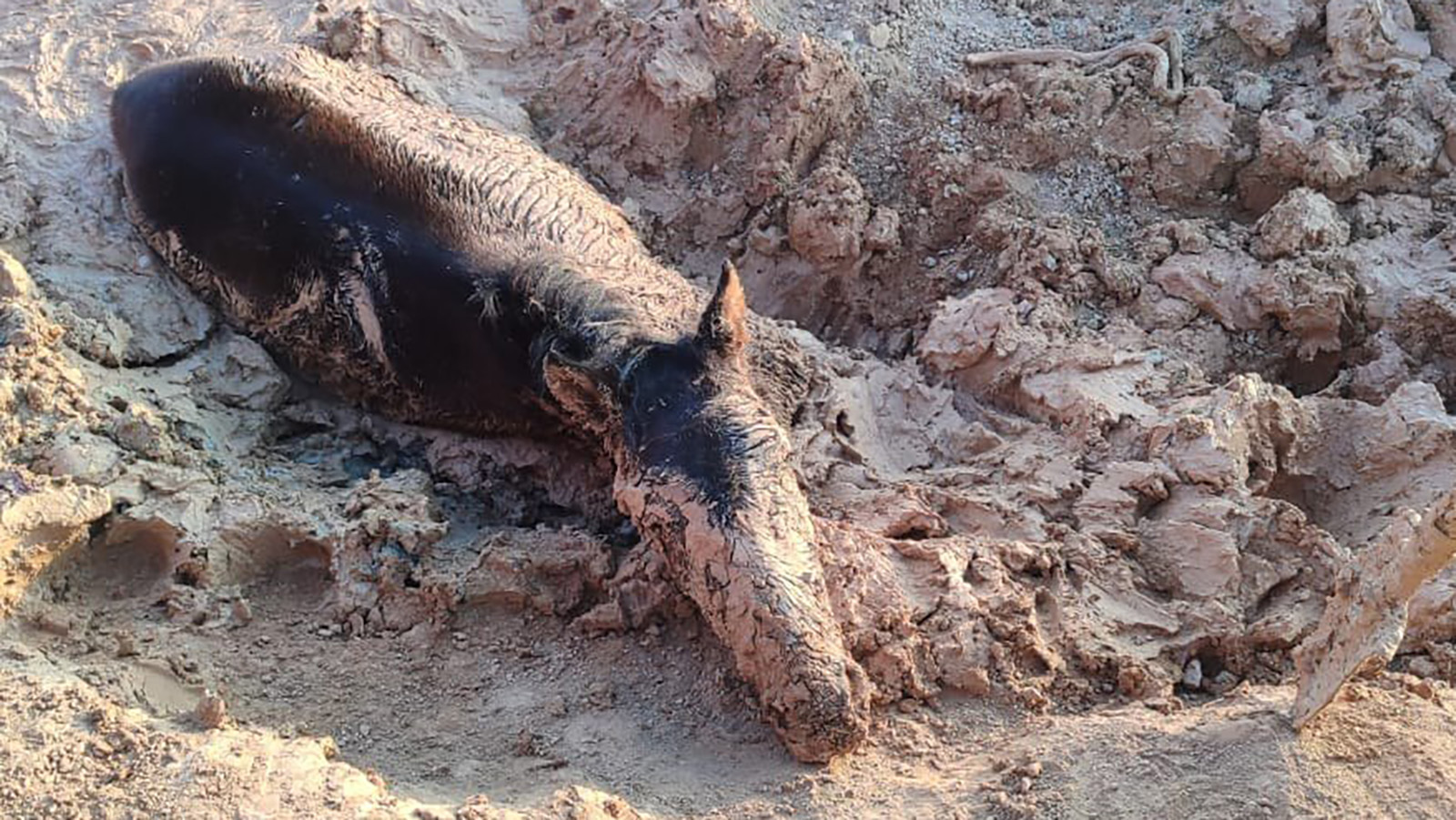 На Байконуре сотрудники МЧС спасли увязшего в трясине жеребенка