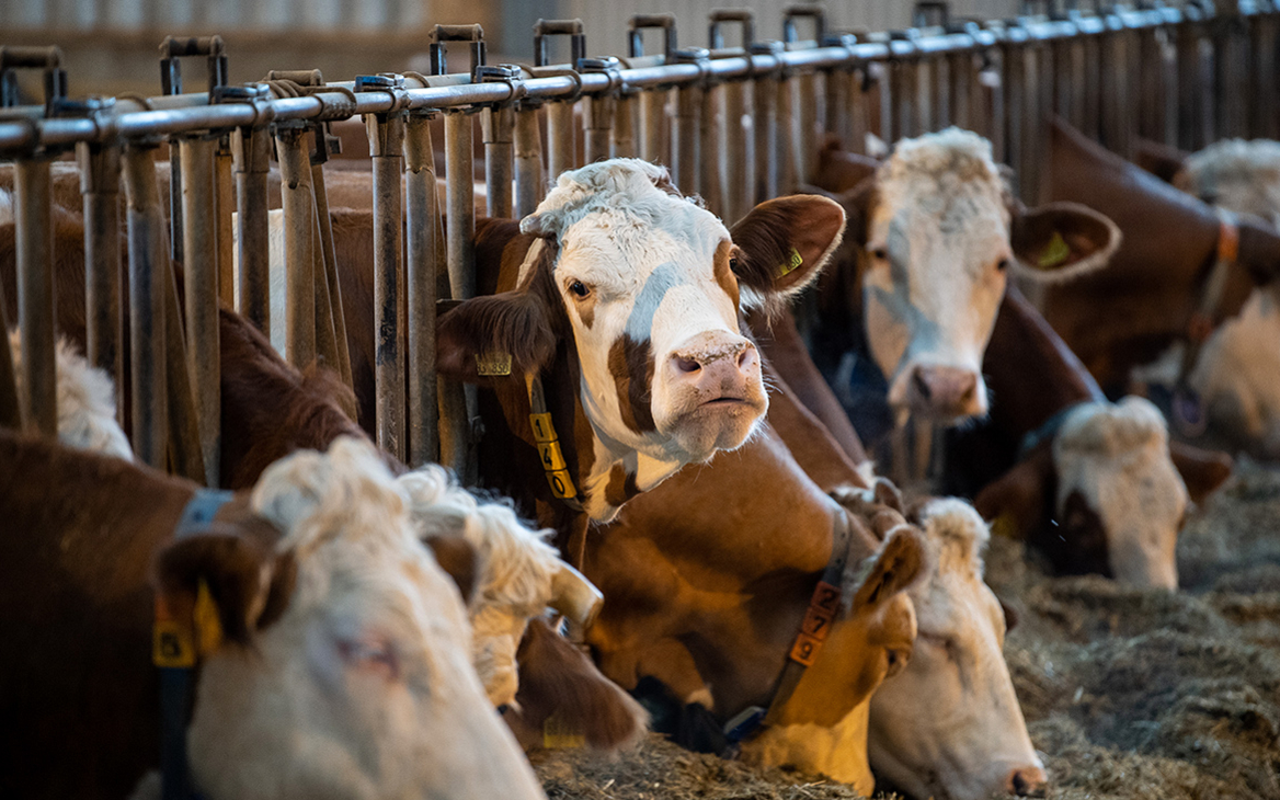 Власти ответили на сообщения о снятии запрета на ввоз скота из ЕС
