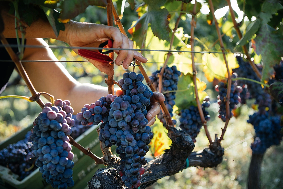 Italian Food Production / Shutterstock / FOTODOM