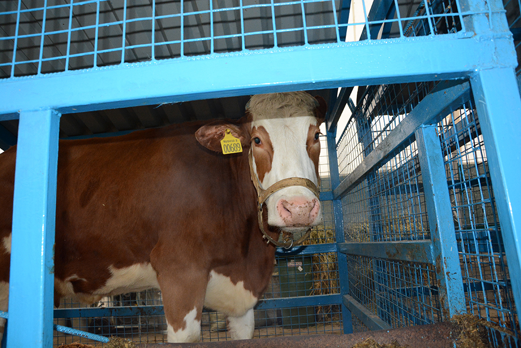 Чип в ухе коровы &mdash; один из самых распространенных примеров использования интернета вещей в сельском хозяйстве