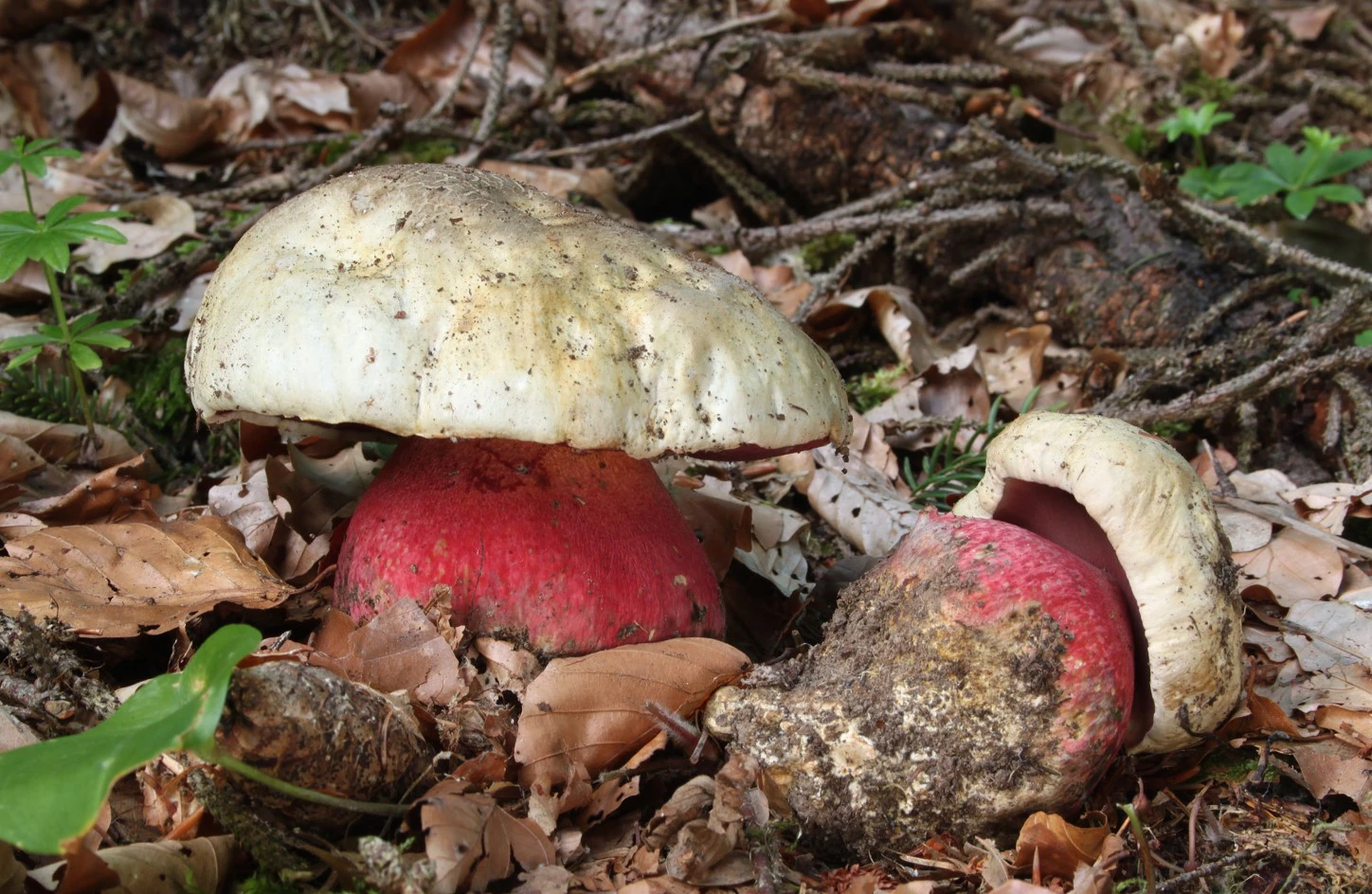 <p>Сатанинский гриб из рода боровиков в народе прозвали &laquo;лесной черт&raquo;</p>