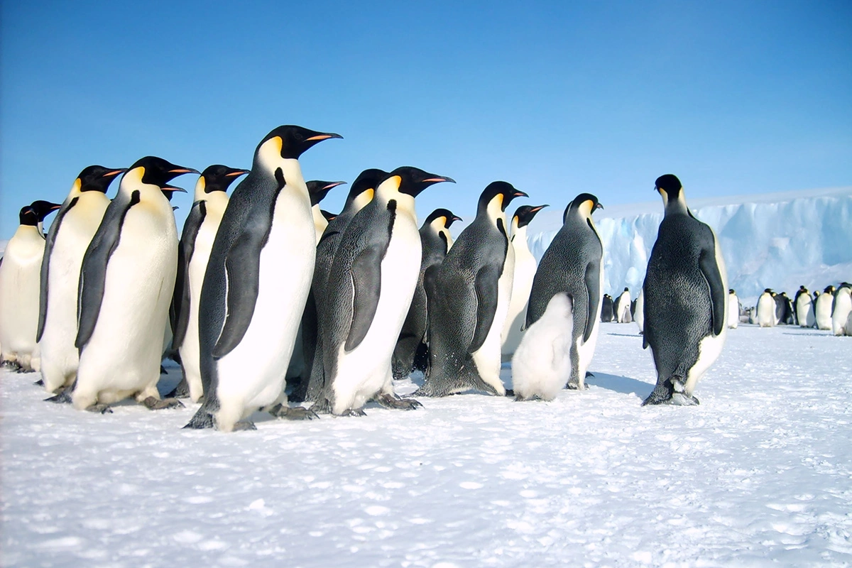 <p>К концу столетия может погибнуть 99% императорских пингвинов&nbsp;</p>