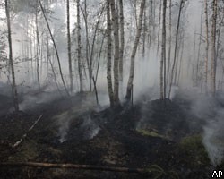 За сутки удалось потушить половину горящих лесов