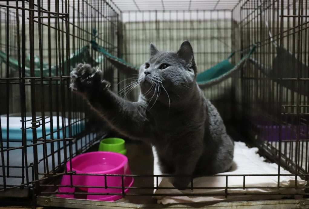 Размик Закарян / URA.RU