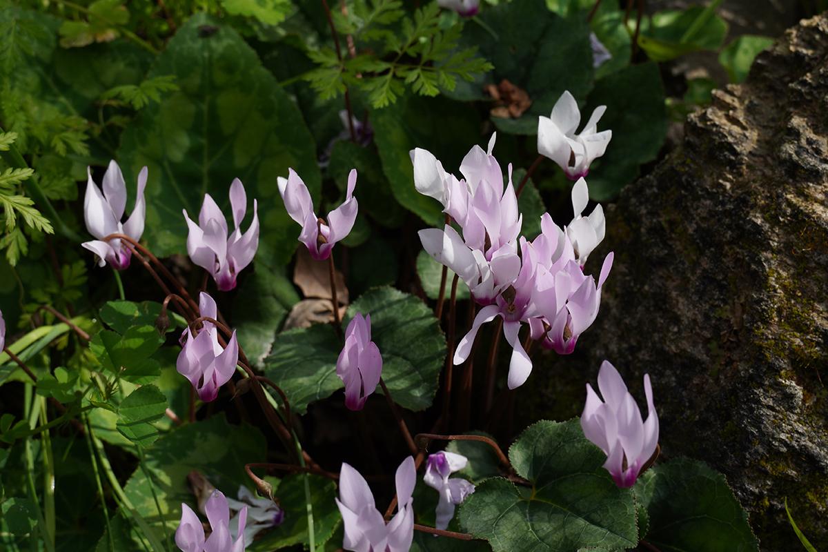 Цветки цикламена могут иметь окраску от белого до фиолетового
