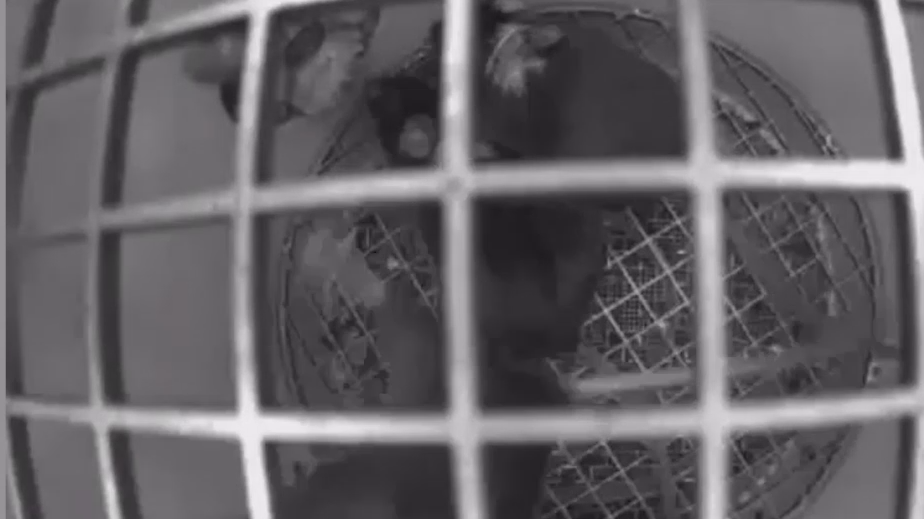 Спутник «Бион» привез животных после месяца на орбите в хорошем состоянии