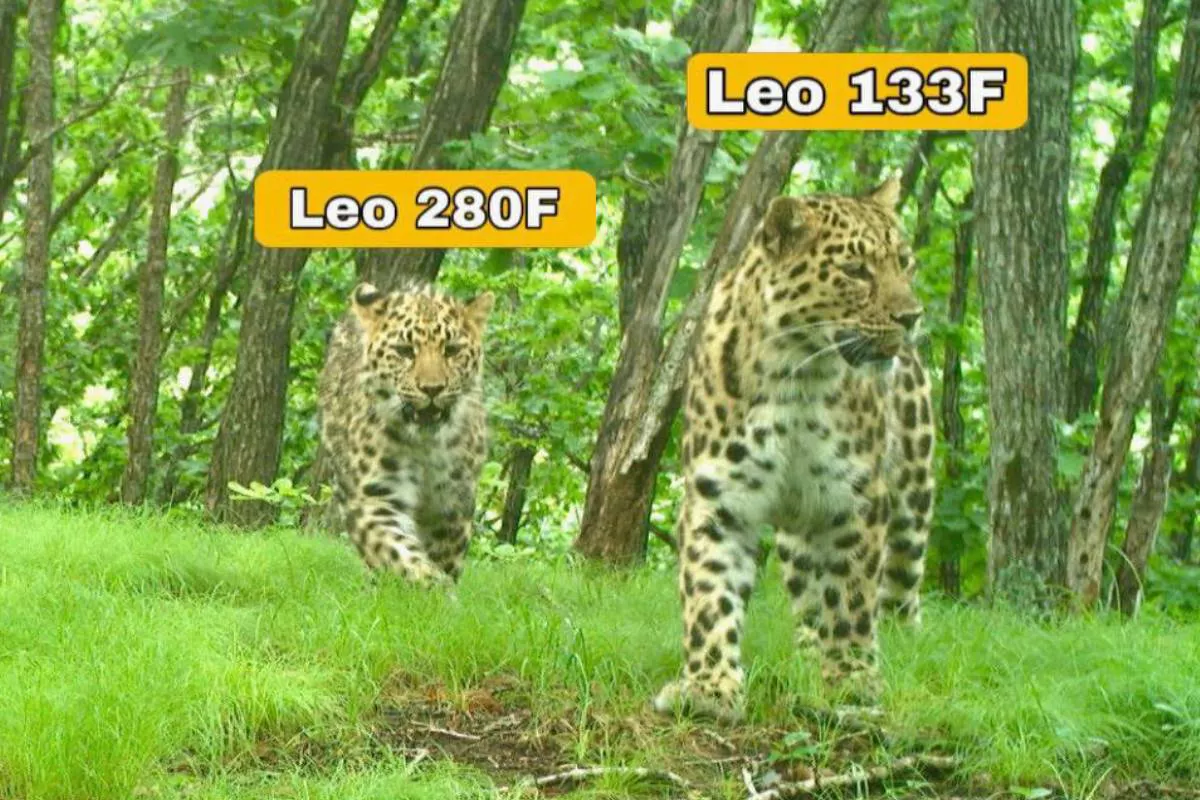 Леопард Leo 133F со своим котенком Leo 280F