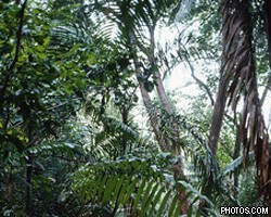Ученые: На территории Франции были джунгли