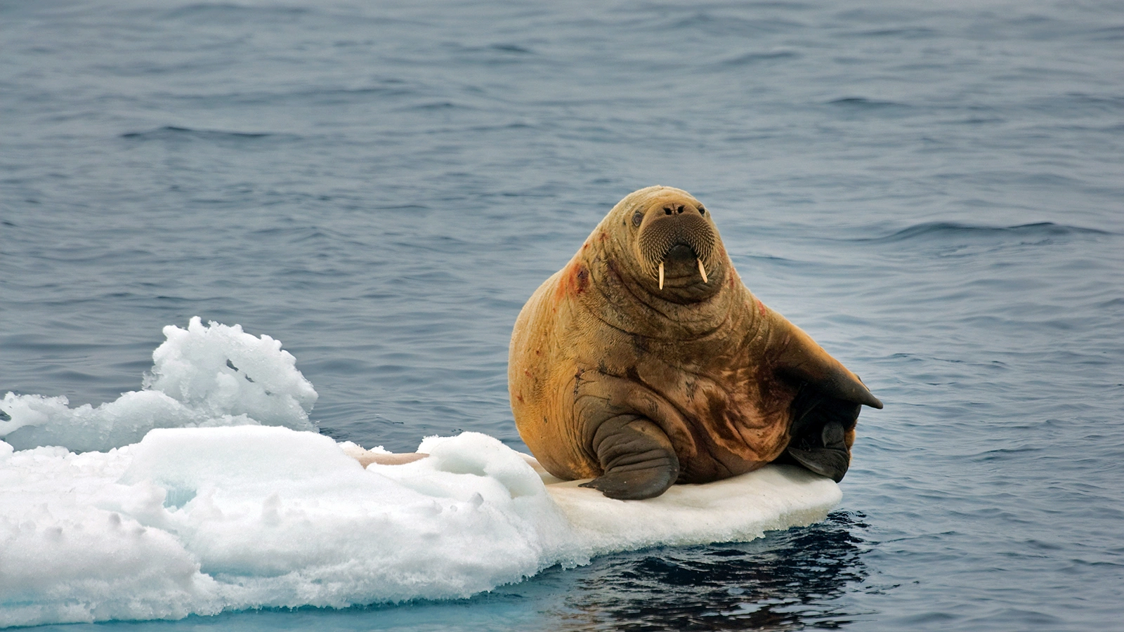 В Норвегии туриста оштрафовали на 100 тыс. руб. за беспокойство моржа
