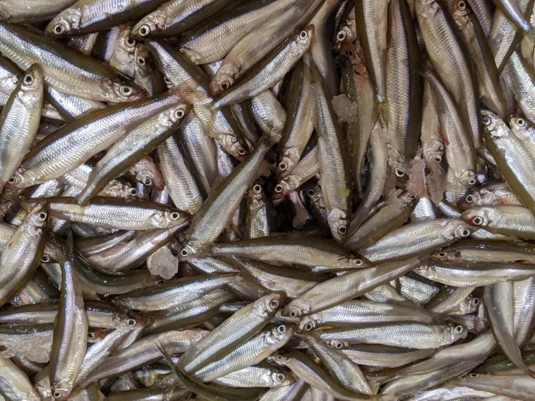 РБК Приморье