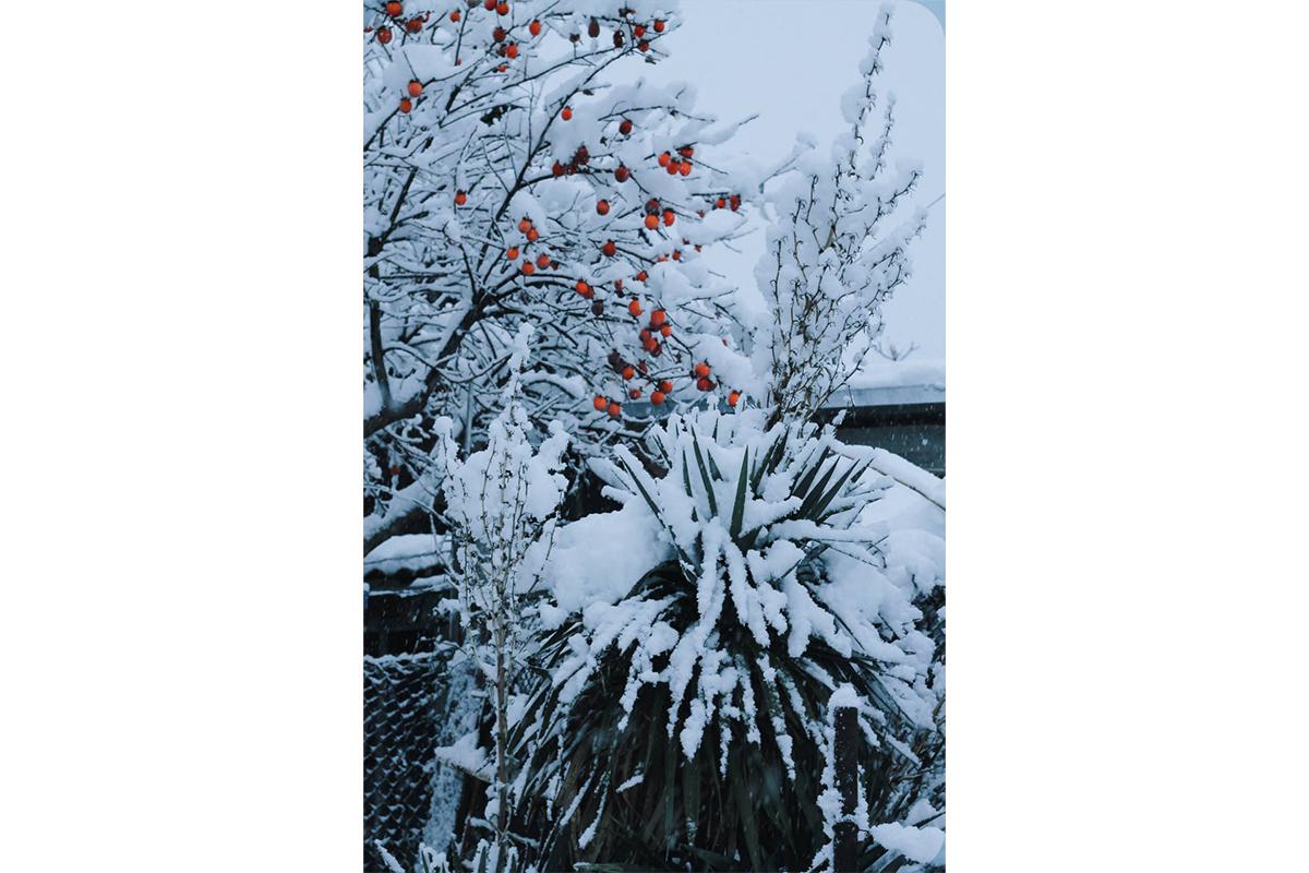 Cнегопад в Большой Ялте, 29 декабря 2025 года