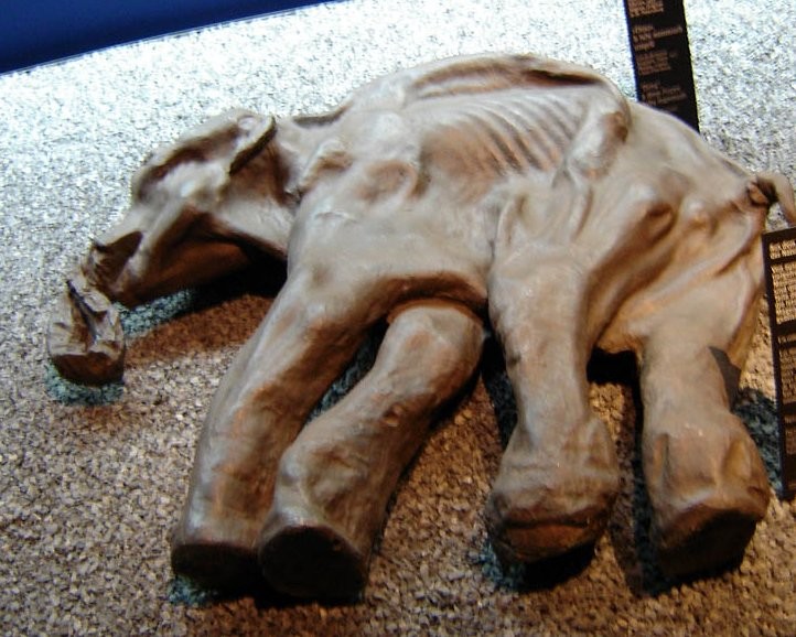 В Тундре мальчик нашел мамонта Женю, погибшего 30 тыс. лет назад