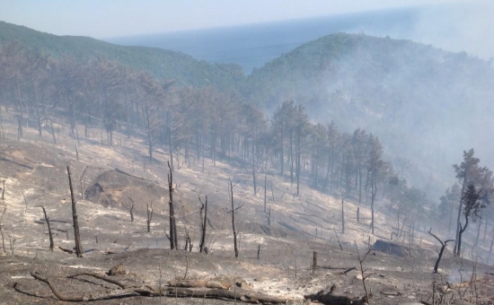 С места пожара в лесу Геленджика 9 августа 2015г.