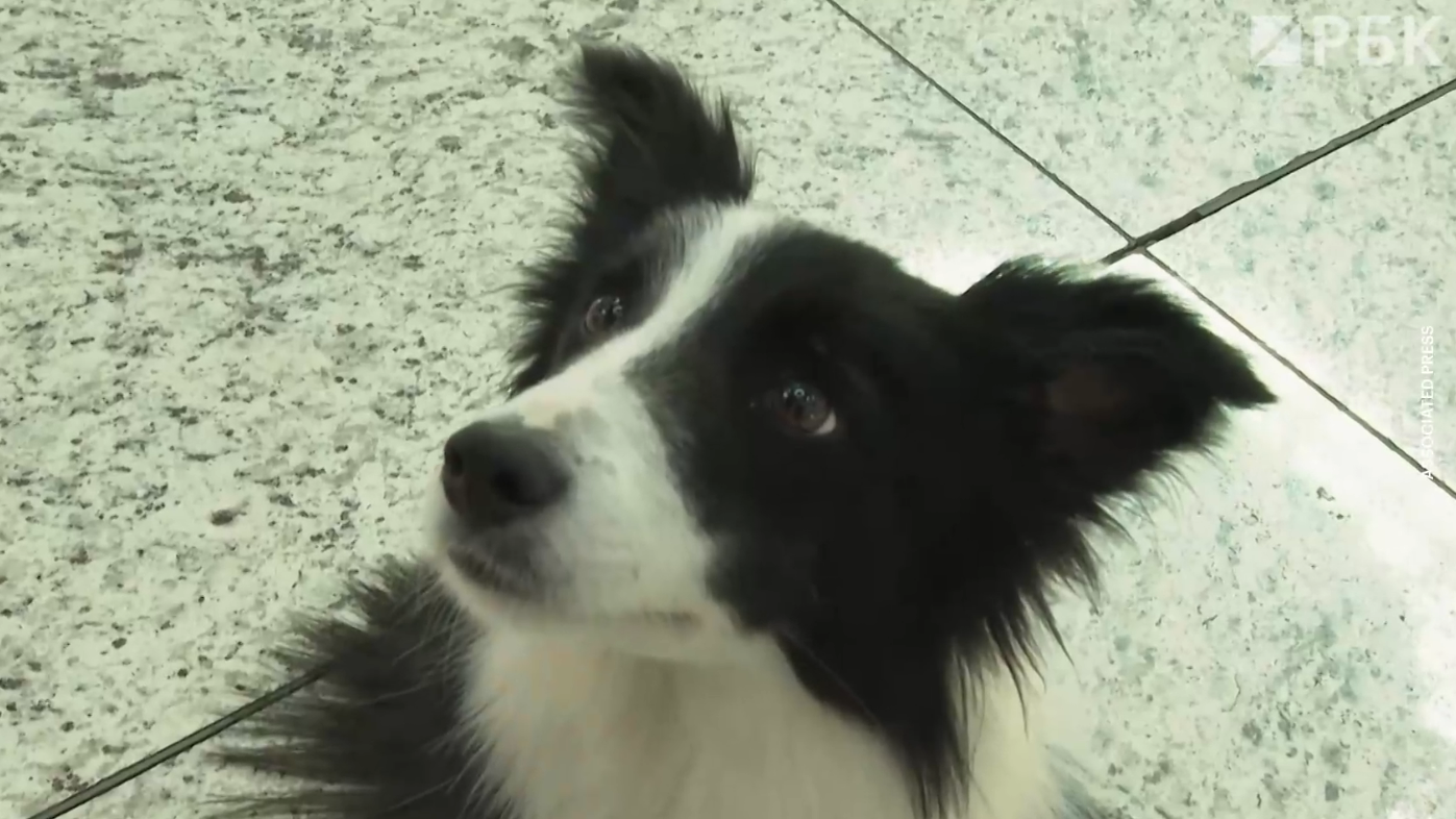 В аэропорту Стамбула запустили работать собак-терапевтов. Видео