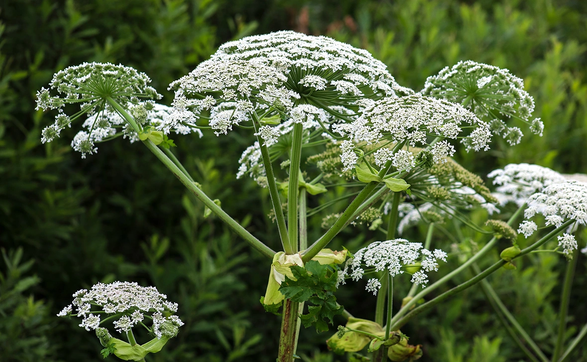 Елена Майорова / Global Look Press