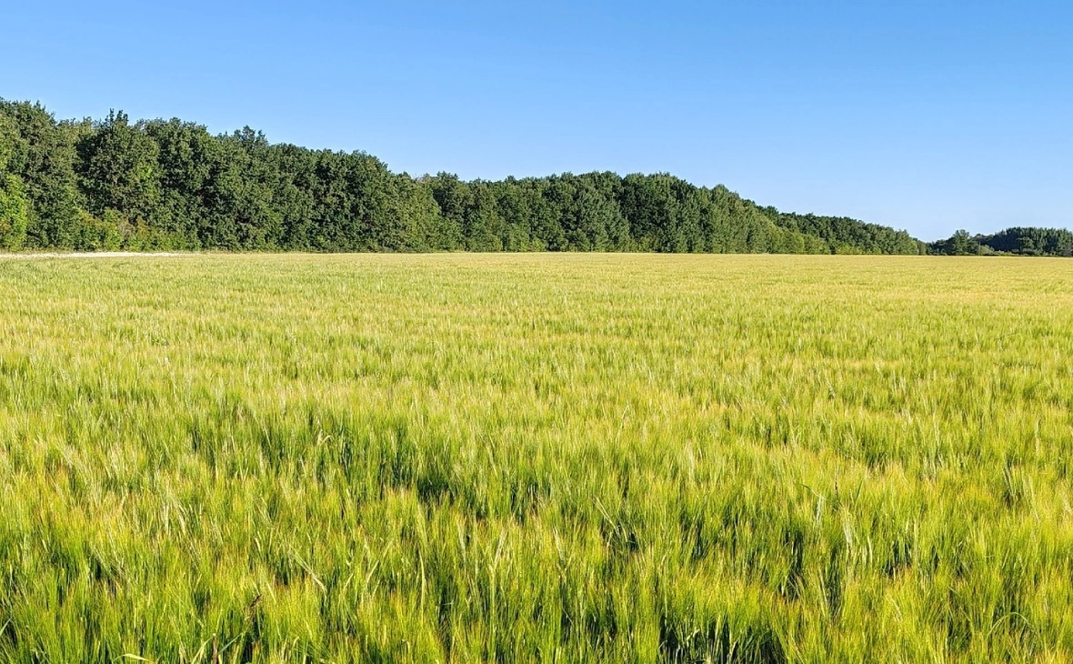 РБК Черноземье