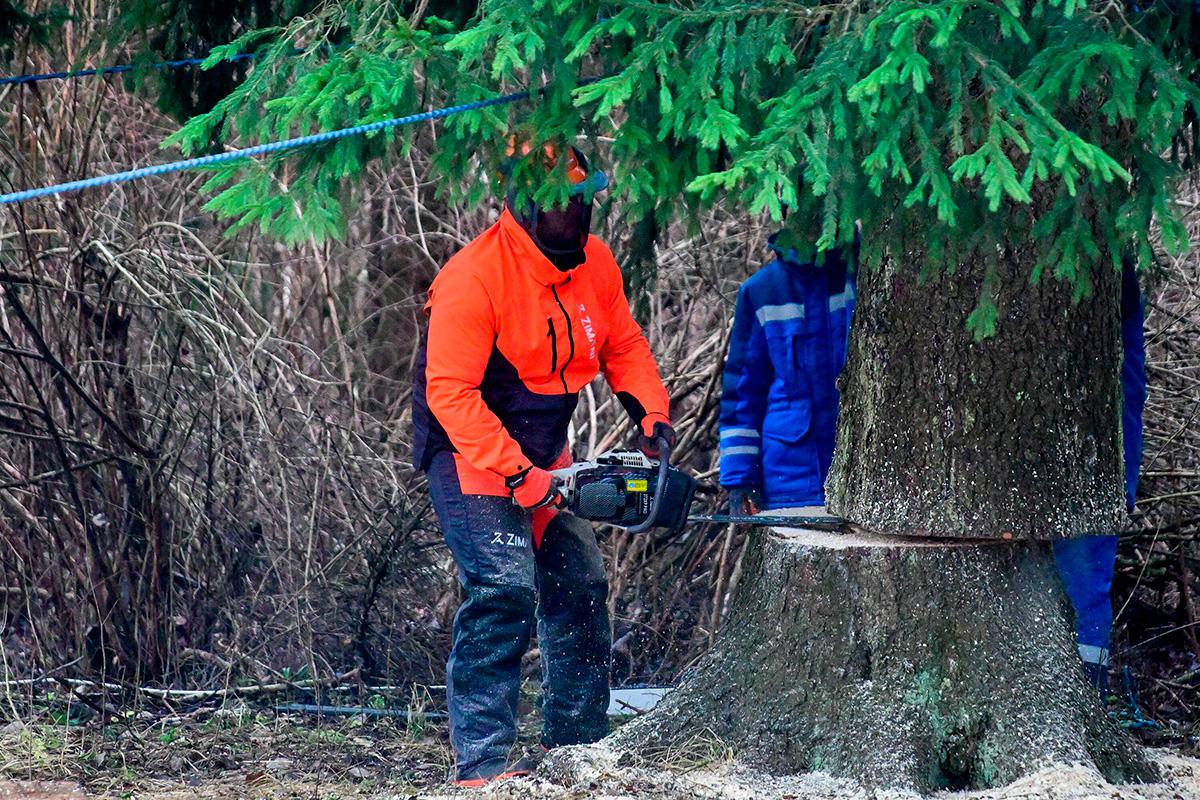 Церемония спиливания главной новогодней елки России в Рузском муниципальном округе, 8 декабря 2025 года