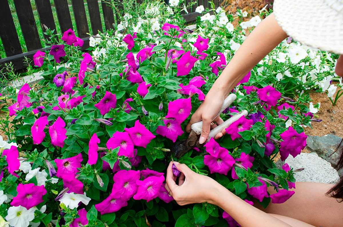 Когда и как нужно прищипывать петунию для обильного цветения
