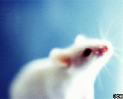 Мышки помогут вылечить бесплодие