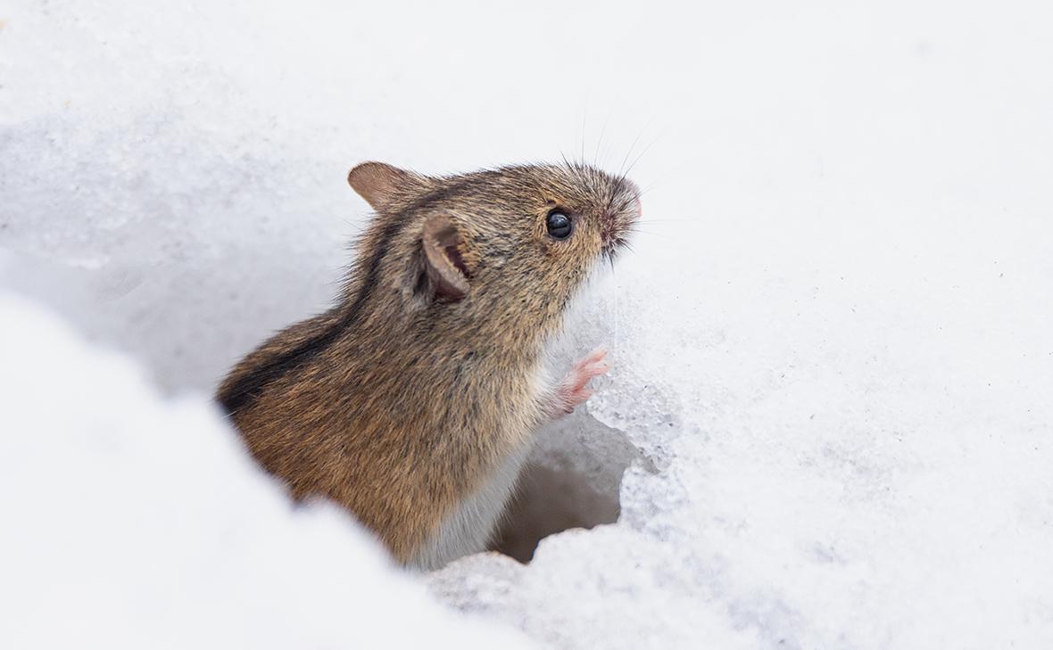 Фото: BushAlex / Shutterstock