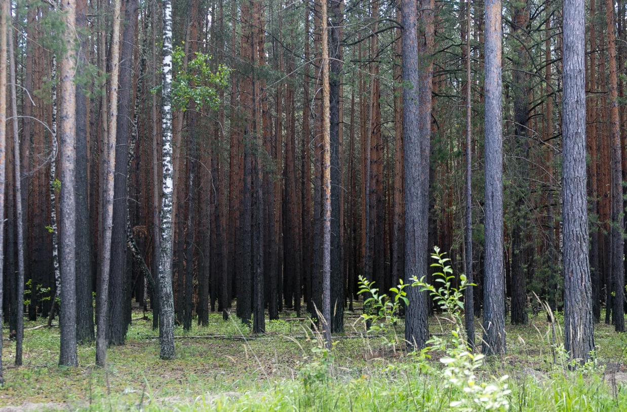 Денис Моргунов / URA.RU