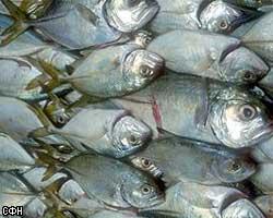 СП РФ: Новые квоты душат рыбную отрасль