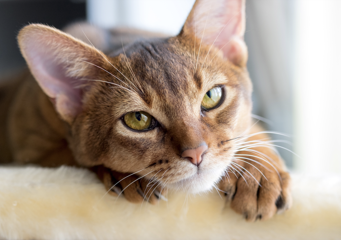 Абиссинская кошка завораживает пронзительными желтыми глазами
