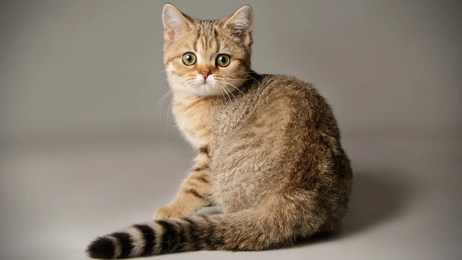 Скоттиш фолд короткошерстный (Scottish Fold SH) кошка.